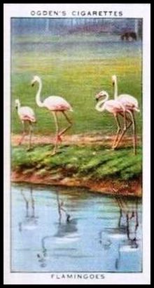16 Flamingoes